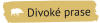 Divoké prase
